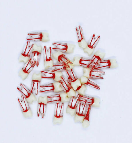 Endodontie Training Zähne