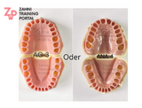 E9 Dental Modelle ohne Zähne (Frasaco Ag3, A3  oder Ana4, Kavo)