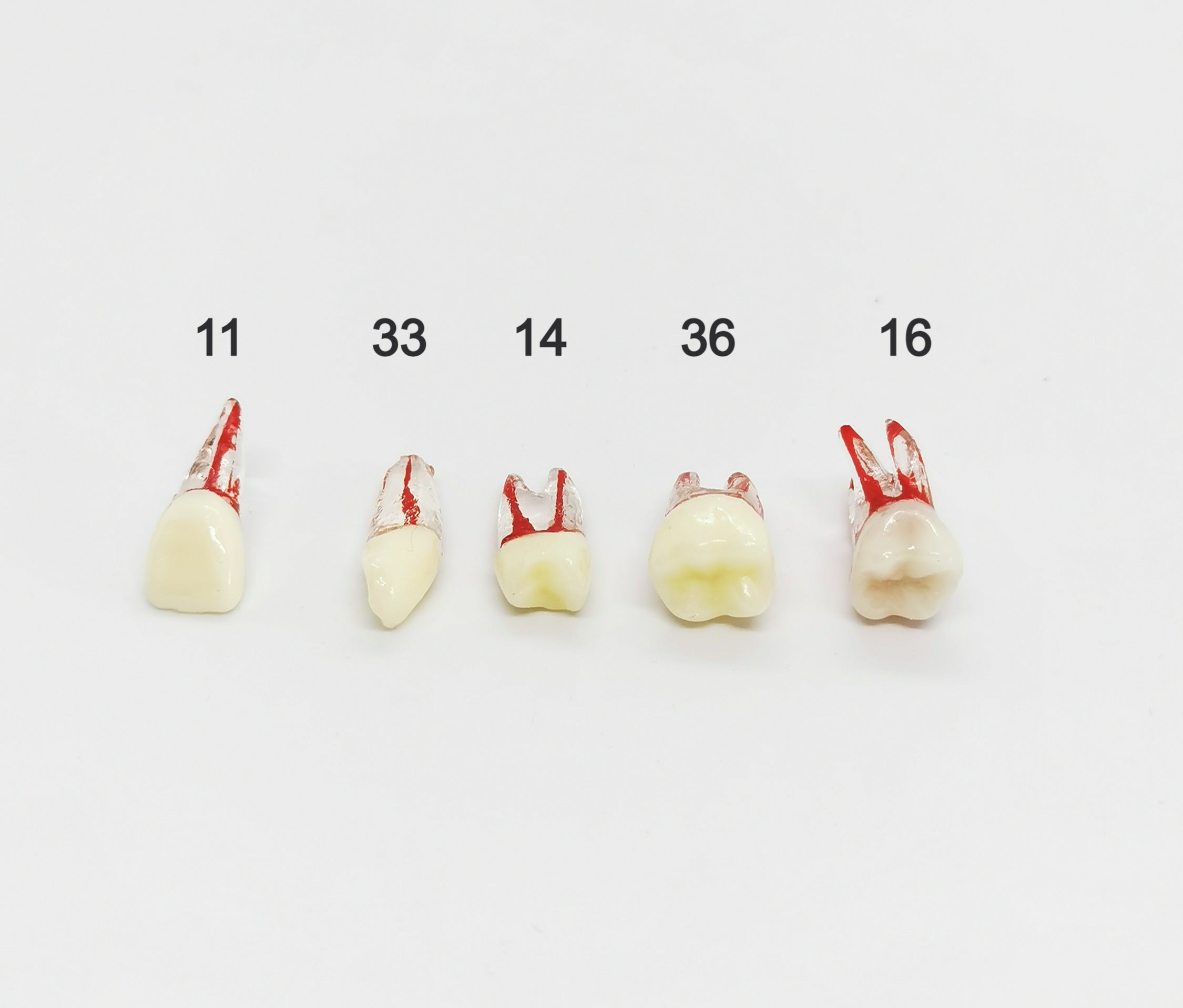 Endodontie Training Zähne
