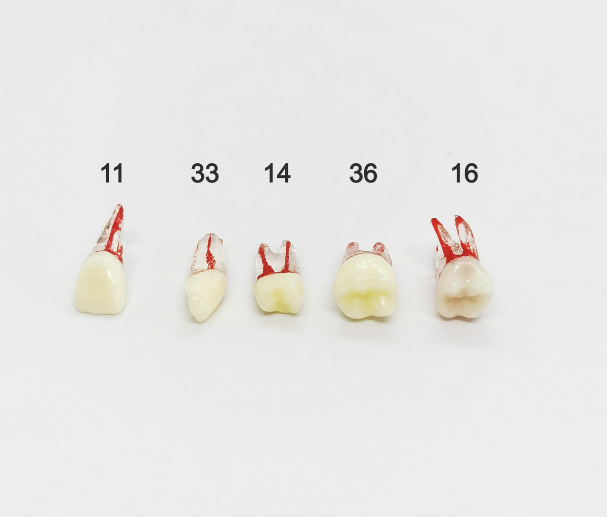 Endodontie Training Zähne